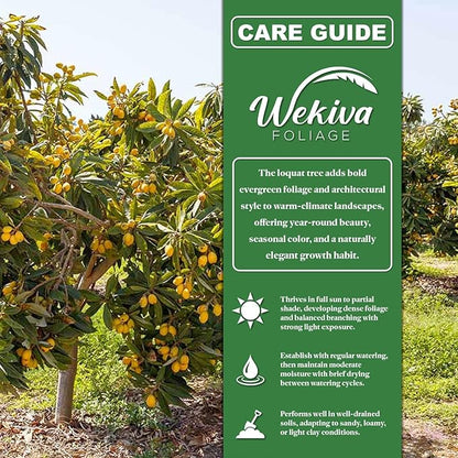 Loquat Tree - Japanese Plum - 3 Live Plants in 4 Inch Growers Pots - Eriobotrya Japonica - Beautiful Textured Foliage Edible Fruit Bearing Tree