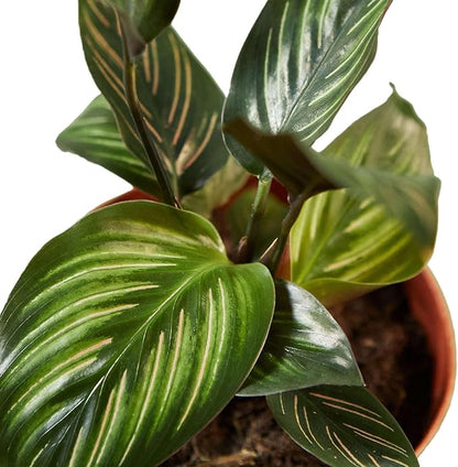 Calathea Beauty Star Live Plant for Indoor | Different Houseplants in 4'' & 6'' Pot | Real House Plant for Living Room, Office, Desk & Bathroom | Peacock Plant | Zebra Plant