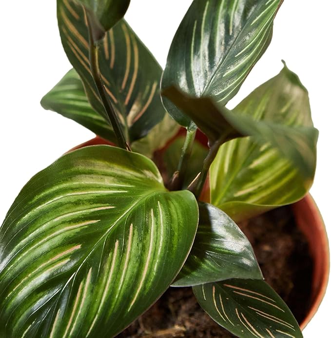 Calathea Beauty Star Live Plant for Indoor | Different Houseplants in 4'' & 6'' Pot | Real House Plant for Living Room, Office, Desk & Bathroom | Peacock Plant | Zebra Plant