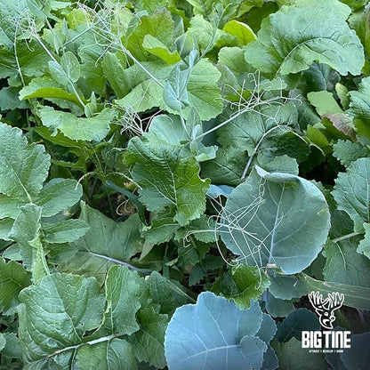 Big Tine Food Plot Mix, Deer Attractant, Peas and Tubers, 8 lbs Bag, Fall/Winter Annual, Contains Early Season Forage and Winter Peas