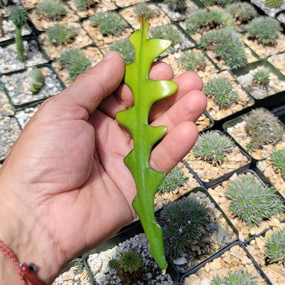 Planet Desert Epiphyllum anguliger Fishbone Cactus Cutting