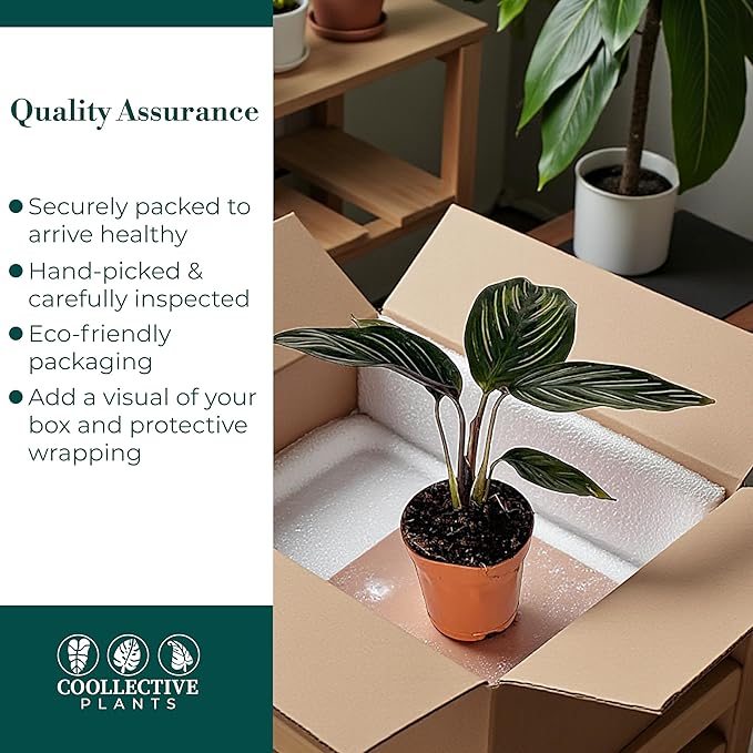 Calathea Beauty Star | Live Plant in a 4 Inch Growers Pot, Live Indoor, Easy to Grow, Easy to Care, and Low Maintenance Houseplant (2" Pot)