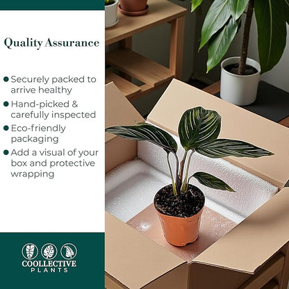Calathea Beauty Star | Live Plant in a 4 Inch Growers Pot, Live Indoor, Easy to Grow, Easy to Care, and Low Maintenance Houseplant (2" Pot)
