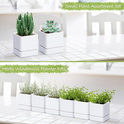 D'vine Dev 4 Inch Herb Planter Pot, Plastic Planter with Drainage Holes and Saucer, Modern Decorative Gardening Pot for Indoor Plants, Flowers, Herbs, Succulents, White, Set of 6, 76-Y-A6-1