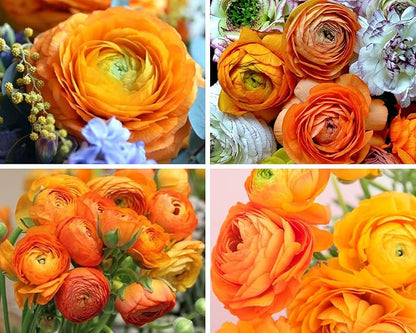 Mix Ranunculus Flowers Bulbs for Spring Planting, Perennial Flower Bulbs, Early Spring Flower to Plant Outside, Colorful Blooms Groundcover Bulbs, Top Size