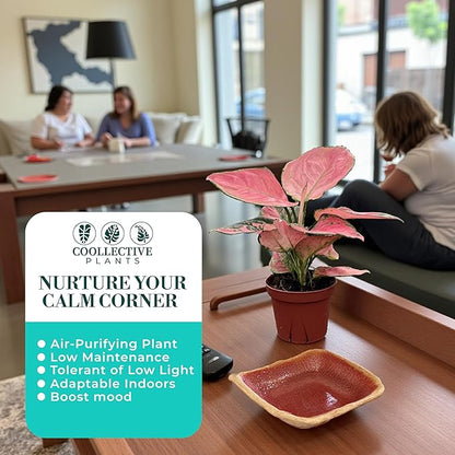 CoollectivePlants Aglaonema Beauty Pink – Live Plant in 4" Grower’s Pot, Vibrant Pink Chinese Evergreen, Easy Low Maintenance Indoor Plant, Includes UniHeat Pack for Winter Protection