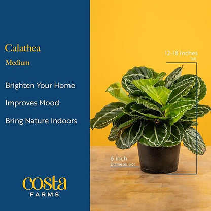 Costa Farms Calathea Dottie Live Plant in Self Watering Pot, Indoor Houseplant, Perfect for Home, Room, or Office Decor, Great House Warming or Birthday Gift, 12-18 Inches Tall
