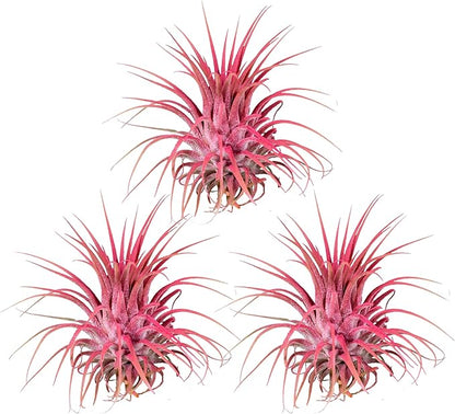 Air Plants - Tillandsia Ionantha - Organically Enhanced Color - Live Arrival Guaranteed - House Plants for Home Decor & Gift (3pk Coral Glow + White Barrels)