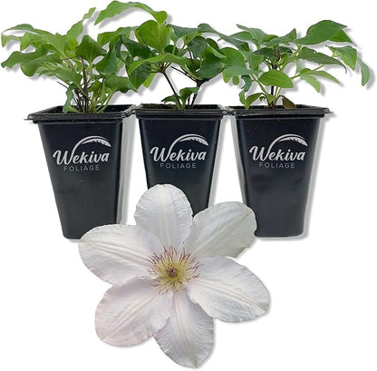 Clematis Guernsey Flute - 3 Live Starter Plants in 2 Inch Growers Pots - Starter Plants Ready for The Garden - Rare Clematis for Collectors