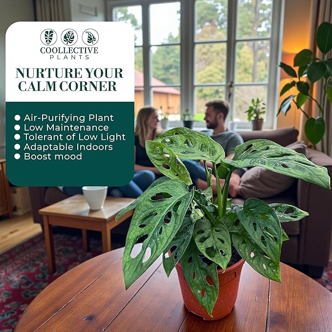 CoollectivePlants Monstera Swiss Cheese – Live Monstera Adansonii Plant in 6″ Grower’s Pot, Indoor Swiss Cheese Houseplant, Includes UniHeat Pack for Winter Protection