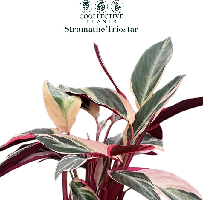 CoollectivePlants Stromanthe Triostar - Live Plant in 6″ Grower’s Pot, Stromanthe Triostar Live Plant, Easy Indoor House Plants, Low Maintenance Houseplant (6″ Wide Pot)