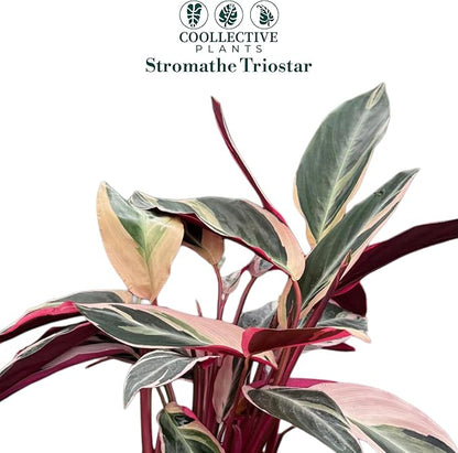 CoollectivePlants Stromanthe Triostar - Live Plant in 6″ Grower’s Pot, Stromanthe Triostar Live Plant, Easy Indoor House Plants, Low Maintenance Houseplant (6″ Wide Pot)