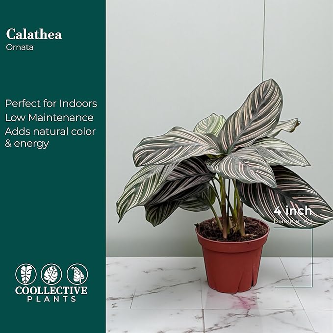 Calathea Ornata | Live Plant in a 4 Inch Growers Pot, Live Indoor, Easy to Grow, Easy to Care, and Low Maintenance Houseplant (4" Pot)