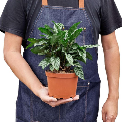 Calathea Coincinna Freddie Live Plant for Indoor | Different Houseplants in 4'' & 6'' Pot | Real House Plant for Living Room, Office, Desk & Bathroom | Peacock Plant | Zebra Plant