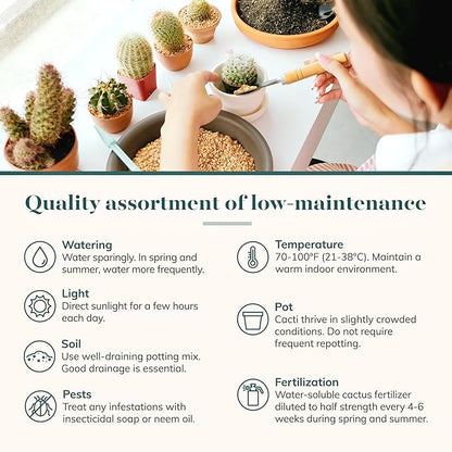 Shop Succulents Premium Live Mini Cactus and Succulent Plants in 2" Pots, Easy Care Indoor or Outdoor Gardening, Terrariums, Favors, & Contemporary Spaces with Hardy, Resilient Varieties, Pack of 20