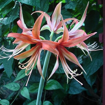Amaryllis ‘Merengue’ Bulb – Exotic Hippeastrum Cybister, Red Spider Lily Style Blooms, Tropical Tender Perennial, Easy to Grow Indoor Amaryllis Bulb, Rare Flower