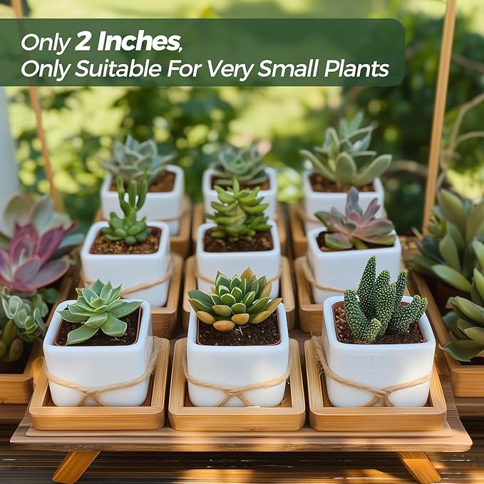 T4U 2 Inch Mini White Square Succulent Pots with Bamboo Trays, Mini Ceramic Planters for Tiny Cactus, Air Plants, Faux Plants – Gift for Plant Lovers, Desk & Home Decor (12 Pack)