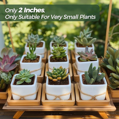 T4U 2 Inch Mini White Square Succulent Pots with Bamboo Trays, Mini Ceramic Planters for Tiny Cactus, Air Plants, Faux Plants – Gift for Plant Lovers, Desk & Home Decor (12 Pack)