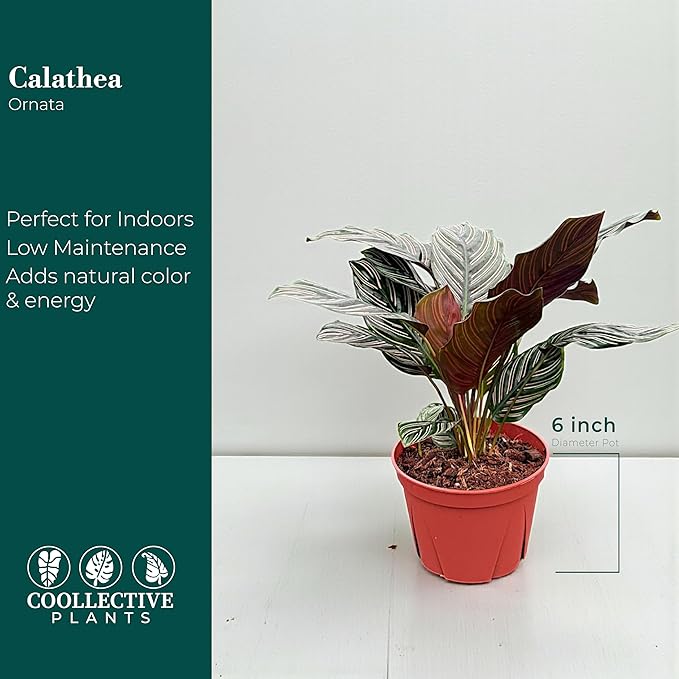 Calathea Ornata, Live Plant in a 4 Inch Growers Pot, Live Indoor, Easy to Grow, Easy to Care, and Low Maintenance Houseplant (6" pots Wide)