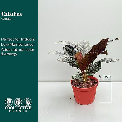 Calathea Ornata, Live Plant in a 4 Inch Growers Pot, Live Indoor, Easy to Grow, Easy to Care, and Low Maintenance Houseplant (6" pots Wide)