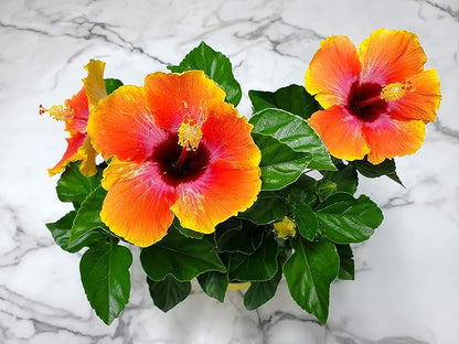 Fiesta Hibiscus Bush - Live Hibiscus Flowering Plant - Tropical Flower Plant - 1 Gallon Planter - Overall Height 10" to 14" - Tropical Plants of Florida (Plant Only)