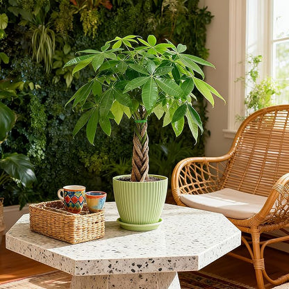 Sprout N Green Small Money Tree with 5 Lucky Braid, Live Plant with Green Stripe Pot, Decoration for Indoor Home Office Tabletop Windowsill Side Table, Housewarming, 8-10" Tall