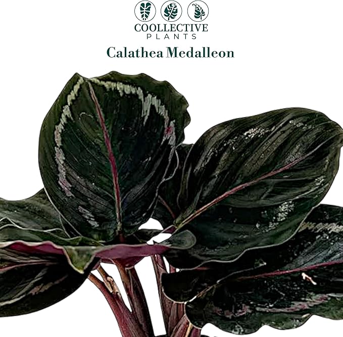 Calathea Medallion | Live Plant in a 2 Inch Growers Pot, Live Indoor, Easy to Grow, Easy to Care, and Low Maintenance Houseplant (2" Pot)