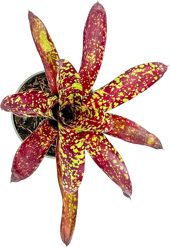 ragnaroc Live Plants – Bromeliad Neoregelia Fireball Aztec, 8-12", 4" - 1ct - Live Arrival Guaranteed - House Plants for Home Decor & Gift