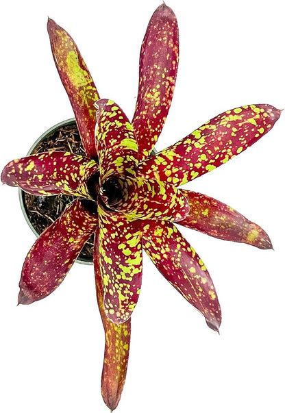 ragnaroc Live Plants – Bromeliad Neoregelia Fireball Aztec, 8-12", 4" - 1ct - Live Arrival Guaranteed - House Plants for Home Decor & Gift