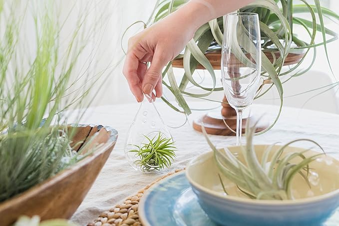 12 Pack Assorted Large Ionantha Rubra Air Plants - Live Succulent House Plants - Available in Wholesale and Bulk - Home and Garden Decor - Easy Care Indoor/Outdoor Air Plant