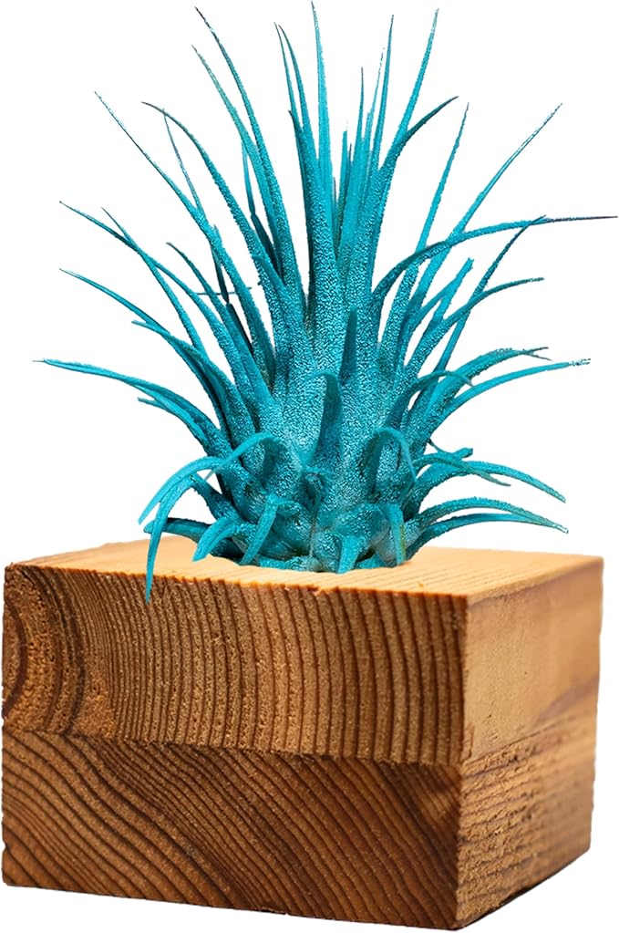 Air Plants - Tillandsia Ionantha - Organically Enhanced Color - Live Arrival Guaranteed - House Plants for Home Decor & Gift (3pk Turquoise Tan Singles)
