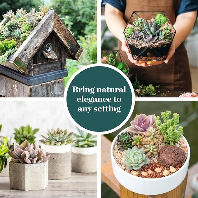 Shop Succulents Collectors Succulent Plant Pack Collection - Live Mini Succulent Plants, Low Maintenance, Colors & Textures - Wedding and Party Favors, Gift & Garden, Pack of 12