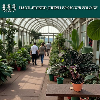 Calathea Medallion | Live Plant in a 2 Inch Growers Pot, Live Indoor, Easy to Grow, Easy to Care, and Low Maintenance Houseplant (2" Pot)