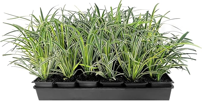 Variegated Liriope | 36 Live 4 Inch Pots | Liriope Muscari Variegata | Ornamental Ground Cover Plants | Evergreen Foliage