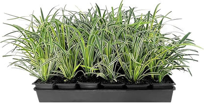 Variegated Liriope | 36 Live 4 Inch Pots | Liriope Muscari Variegata | Ornamental Ground Cover Plants | Evergreen Foliage