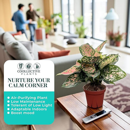 CoollectivePlants Aglaonema Katrina – Aglaonema Live Plant in 4” Grower’s Pot, Chinese Evergreen Plant Live, Green and Pink Variegated Foliage, Includes UniHeat Pack for Winter Protection