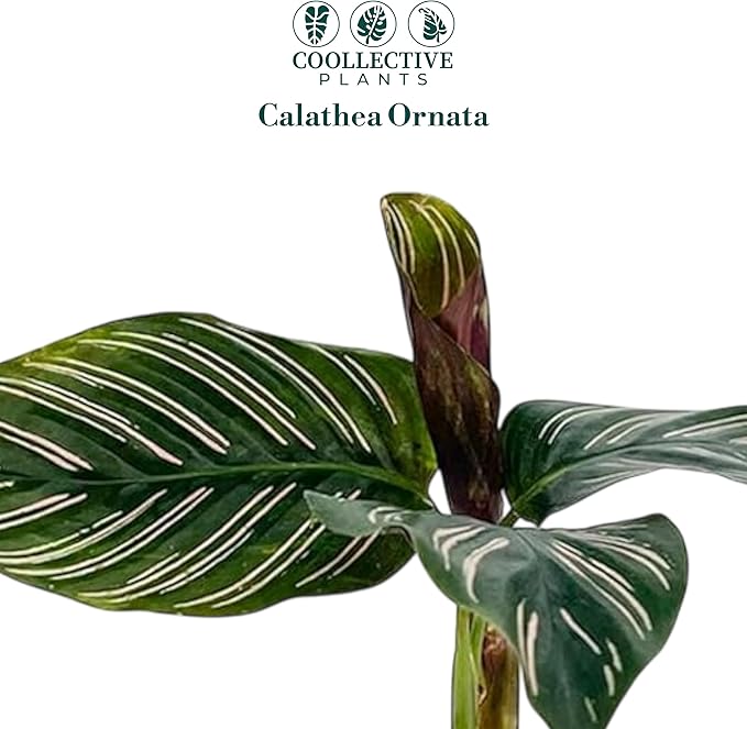Calathea Ornata | Live Plant in a 4 Inch Growers Pot, Live Indoor, Easy to Grow, Easy to Care, and Low Maintenance Houseplant (2" Pot)