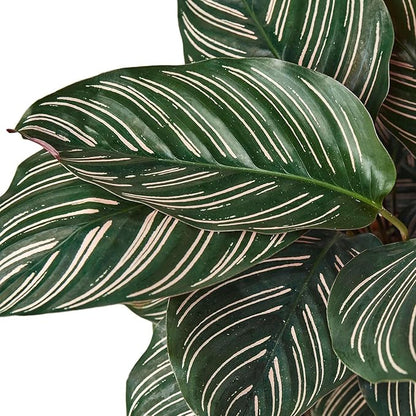 Calathea Ornata Live Plant for Indoor | Different Houseplants in 4'' & 6'' Pot | Real House Plant for Living Room, Office, Desk & Bathroom | Peacock Plant | Zebra Plant