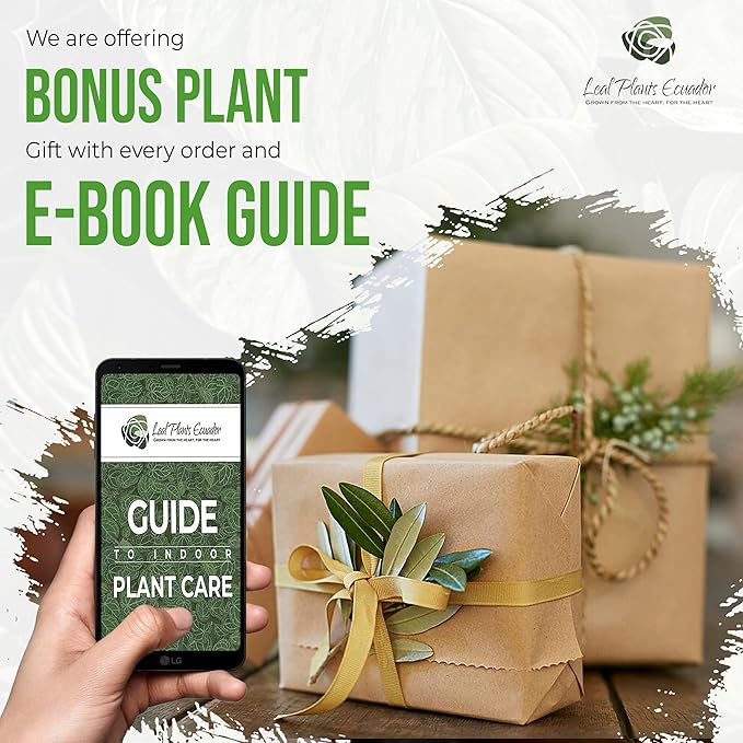 LEAL PLANTS ECUADOR Monstera Adansonii Swiss Cheese Plant (Pack of 2) Indoor houseplant | Live Plant Easy to Grow Indoor| Air Purifying Indoor Plant, Unique Gift for Plant Lovers