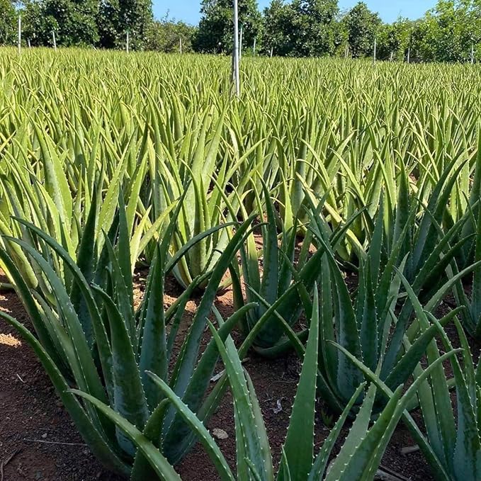 Aloe Vera Aloe Vera Plant for Garden in Size 4 Inch Pot | Vibrant, Low-Maintenance Aleo Plant for Patio, Balcony & Indoor Spaces | Perfect for Beginners & Green Home Styling