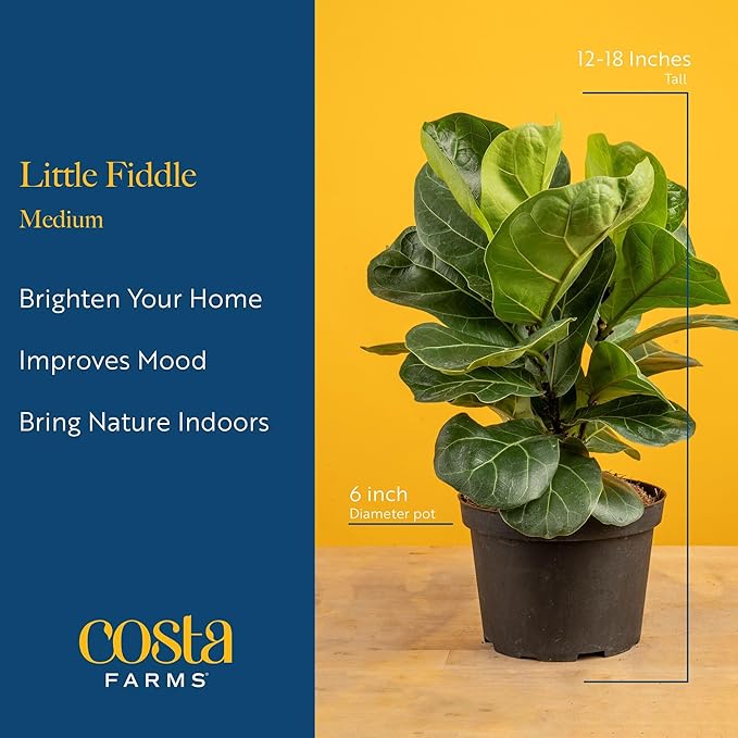 Costa Farms Little Fiddle Leaf Fig Live Plant in Decorative Pot, Indoor Houseplant, Perfect for Home, Room, or Office Decor, Great House Warming or Birthday Gift, 12-18 Inches Tall