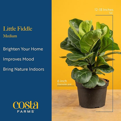 Costa Farms Little Fiddle Leaf Fig Live Plant in Decorative Pot, Indoor Houseplant, Perfect for Home, Room, or Office Decor, Great House Warming or Birthday Gift, 12-18 Inches Tall