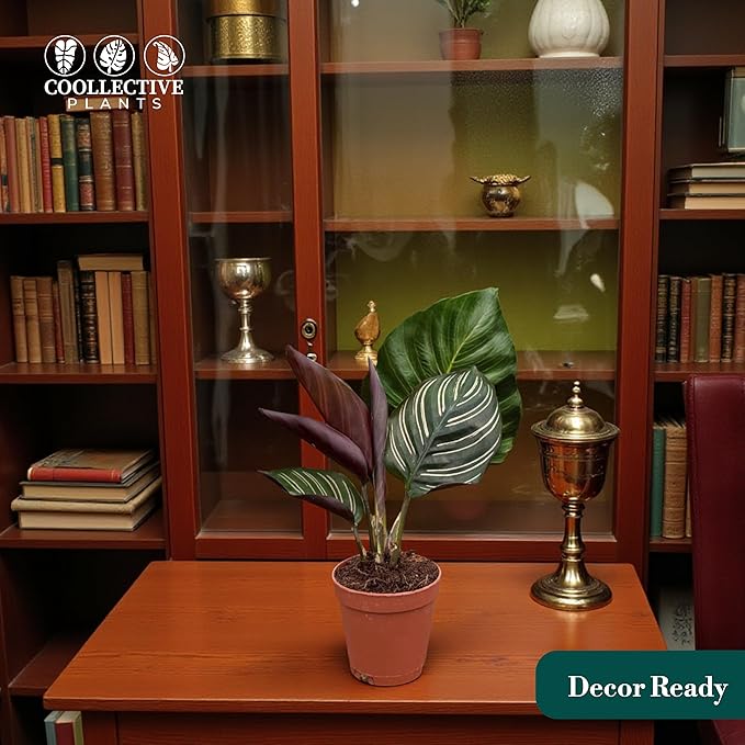 Calathea Ornata | Live Plant in a 4 Inch Growers Pot, Live Indoor, Easy to Grow, Easy to Care, and Low Maintenance Houseplant (2" Pot)