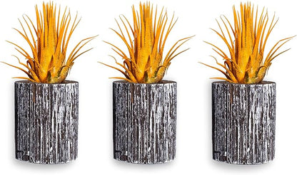 Air Plants - Tillandsia Ionantha - Organically Enhanced Color - Live Arrival Guaranteed - House Plants for Home Decor & Gift (3pk Marigold + White Barrels)