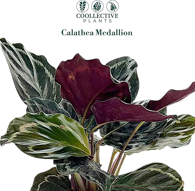 Calathea Medallion | Live Plant in a 2 Inch Growers Pot, Live Indoor, Easy to Grow, Easy to Care, and Low Maintenance Houseplant (4" Pot)