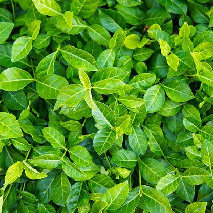 Greenwood Nursery: Live Ground-Cover Plants - Purple WinterCreeper + Euonymus Fortunei Coloratus - [Qty: 50 Bare Roots] - (Click for Other Available Plants/Quantities)
