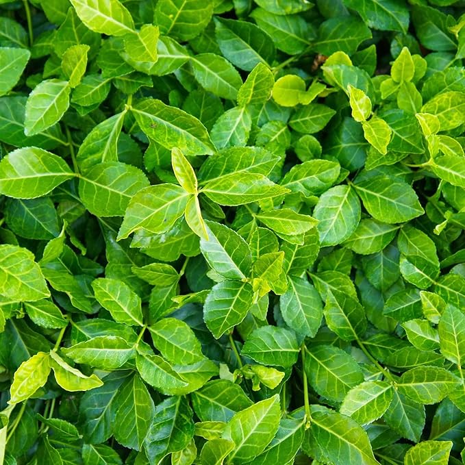 Greenwood Nursery: Live Ground-Cover Plants - Purple WinterCreeper + Euonymus Fortunei Coloratus - [Qty: 25 Bare Roots] - (Click for Other Available Plants/Quantities)
