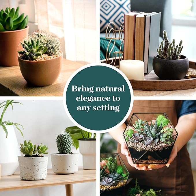 Shop Succulents Premium Live Mini Cactus and Succulent Plants in 2" Pots, Easy Care Indoor or Outdoor Gardening, Terrariums, Favors, & Contemporary Spaces with Hardy, Resilient Varieties, Pack of 20