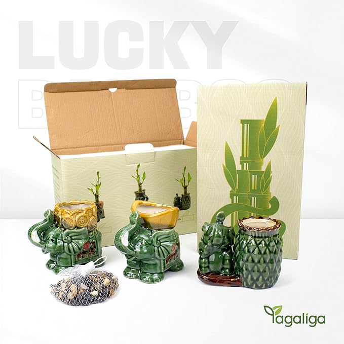 Lucky Bamboo 3-Stalk Set with Pebbles in Elephant Coin Plate Pot – 6'' 6'' 8'' Live Plant for Positive Energy