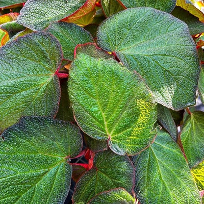 Begonia Plants Live, Rare Begonias Indoor Growing, Hanging Basket, Starter 5 to 9 Inc Tall (Trailing)
